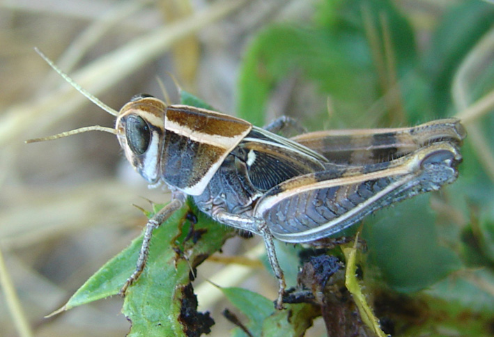 Calliptamus barbarus